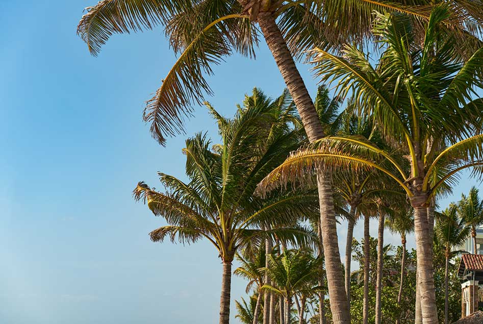 Palm Trees Florida